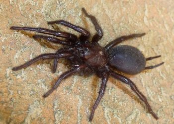 Tarântula gigante - uma ameaça silenciosa vinda da Andaluzia pode chegar a Portugal