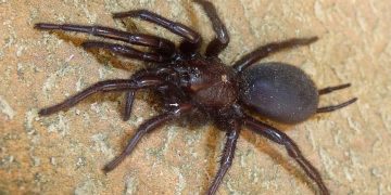 Tarântula gigante - uma ameaça silenciosa vinda da Andaluzia pode chegar a Portugal