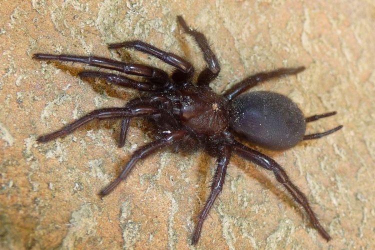 Tarântula gigante - uma ameaça silenciosa vinda da Andaluzia pode chegar a Portugal