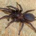 Tarântula gigante - uma ameaça silenciosa vinda da Andaluzia pode chegar a Portugal
