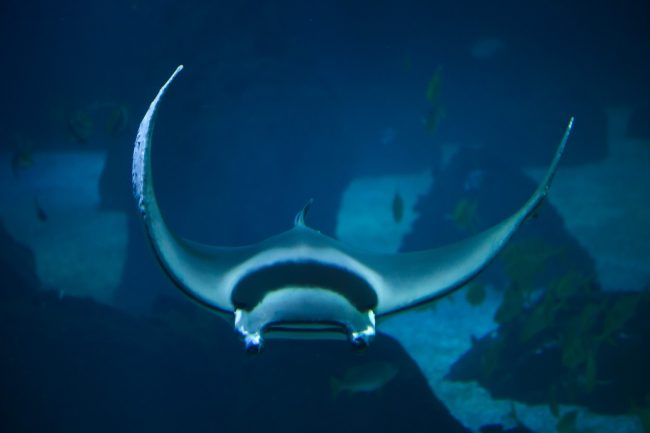 Alerta no Mediterrâneo: “Diabos do Mar” surgem na costa mediterrânica e podem chegar às praias portuguesas