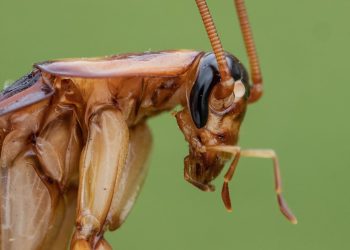 Barata americana invade Portugal: ela voa, resiste e já está entre nós