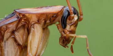 Barata americana invade Portugal: ela voa, resiste e já está entre nós