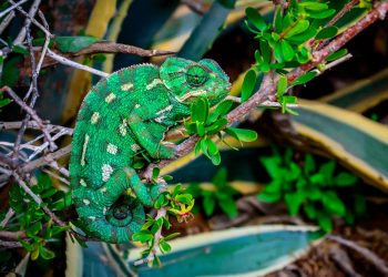 Camuflado e raro, Algarve esconde réptil único em Portugal
