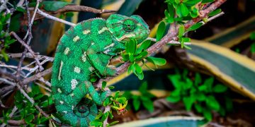 Camuflado e raro, Algarve esconde réptil único em Portugal
