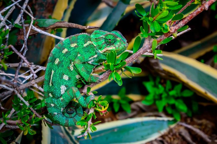 Camuflado e raro, Algarve esconde réptil único em Portugal