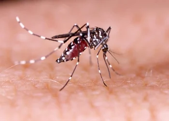 Mais de 2.600 casos: chikungunya cresce longe de Portugal, mas acende alerta global