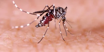 Mais de 2.600 casos: chikungunya cresce longe de Portugal, mas acende alerta global