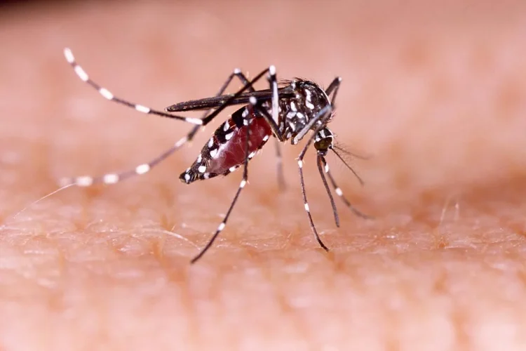 Mais de 2.600 casos: chikungunya cresce longe de Portugal, mas acende alerta global