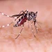 Mais de 2.600 casos: chikungunya cresce longe de Portugal, mas acende alerta global