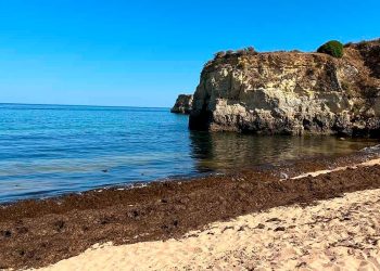 Confirmada a presença de uma das piores espécies invasoras do mundo nas praias portuguesas