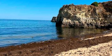 Confirmada a presença de uma das piores espécies invasoras do mundo nas praias portuguesas