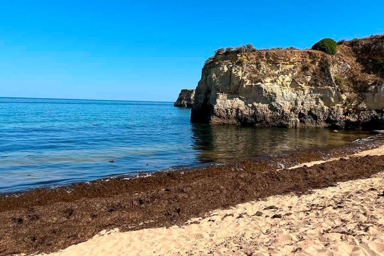 Confirmada a presença de uma das piores espécies invasoras do mundo nas praias portuguesas