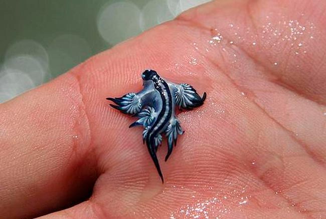 Dragão azul: a criatura fascinante que esconde um perigo mortal nas praias