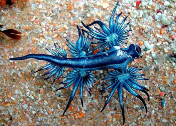 Dragão azul: a criatura fascinante que esconde um perigo mortal nas praias