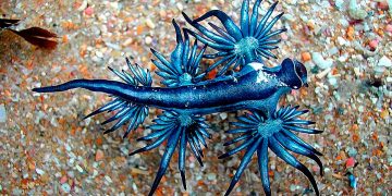 Dragão azul: a criatura fascinante que esconde um perigo mortal nas praias