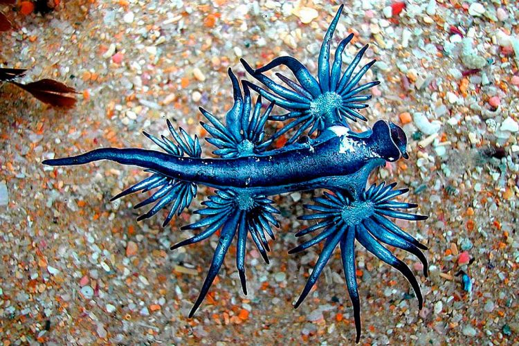 Dragão azul: a criatura fascinante que esconde um perigo mortal nas praias