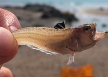 Cuidado com a maré baixa: nadador-salvador alerta para aumento de picadas de peixe-aranha