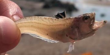 Cuidado com a maré baixa: nadador-salvador alerta para aumento de picadas de peixe-aranha