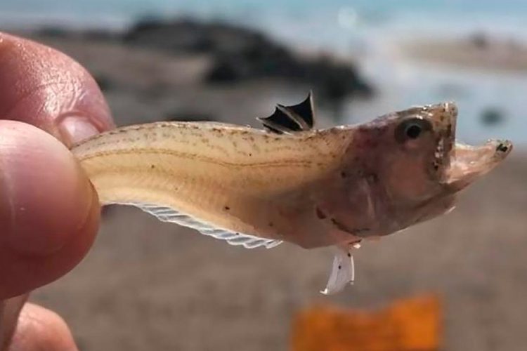 Cuidado com a maré baixa: nadador-salvador alerta para aumento de picadas de peixe-aranha