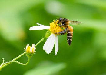 Alarme europeu: parasita vindo de leste aproxima-se de Portugal