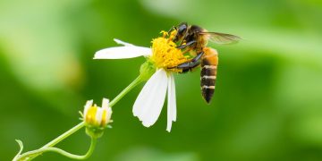 Alarme europeu: parasita vindo de leste aproxima-se de Portugal