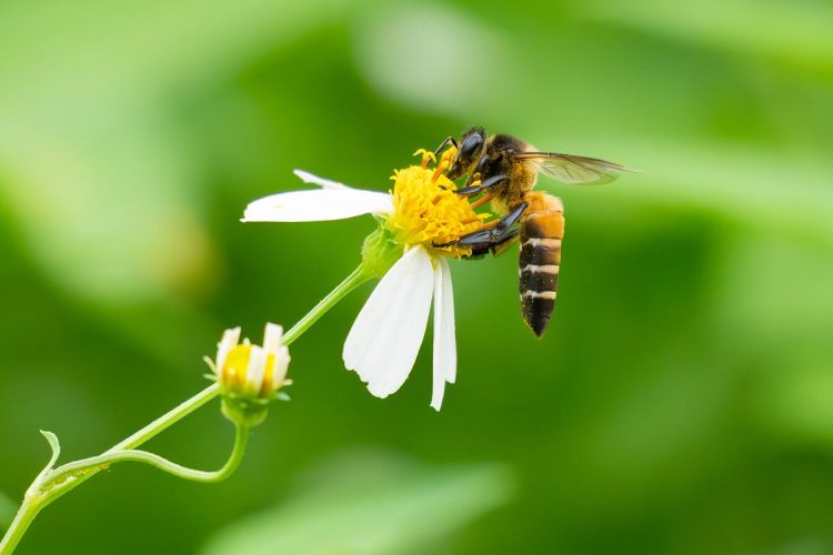 Alarme europeu: parasita vindo de leste aproxima-se de Portugal