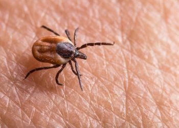 Alarme europeu para parasita perigoso que já está em Portugal