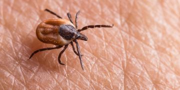 Alarme europeu para parasita perigoso que já está em Portugal