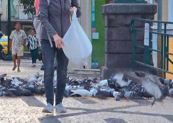 Multas superiores a 1.000 € para quem alimentar animais na via pública