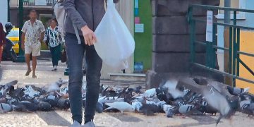 Multas superiores a 1.000 € para quem alimentar animais na via pública