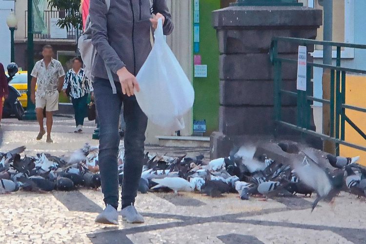 Multas superiores a 1.000 € para quem alimentar animais na via pública Multas superiores a 1.000 € para quem alimentar animais na via pública