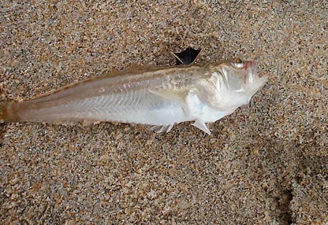 Cuidado com a maré baixa: nadador-salvador alerta para aumento de picadas de peixe-aranha