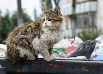 Eles não falam, mas sentem: a verdade amarga sobre o abandono de animais em Portugal