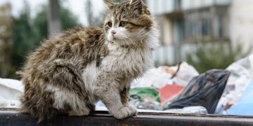 Eles não falam, mas sentem: a verdade amarga sobre o abandono de animais em Portugal