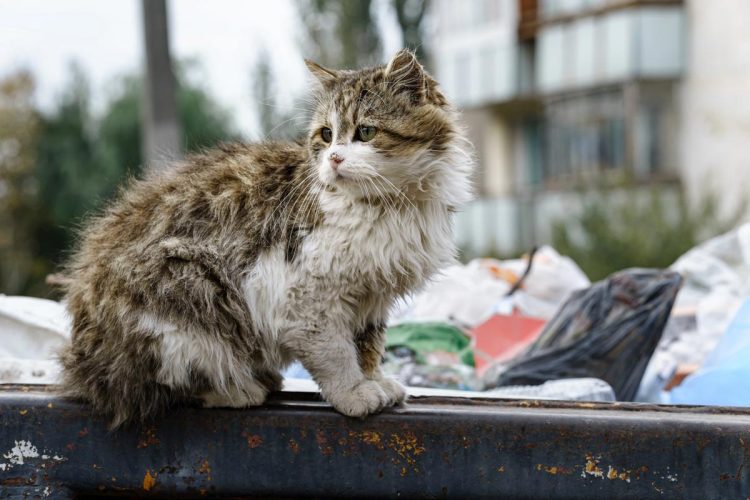 Eles não falam, mas sentem: a verdade amarga sobre o abandono de animais em Portugal