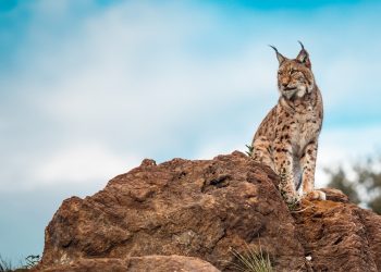Lince-ibérico e gato doméstico frente a frente num encontro raro no Algarve
