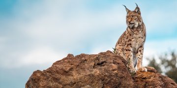 Lince-ibérico e gato doméstico frente a frente num encontro raro no Algarve