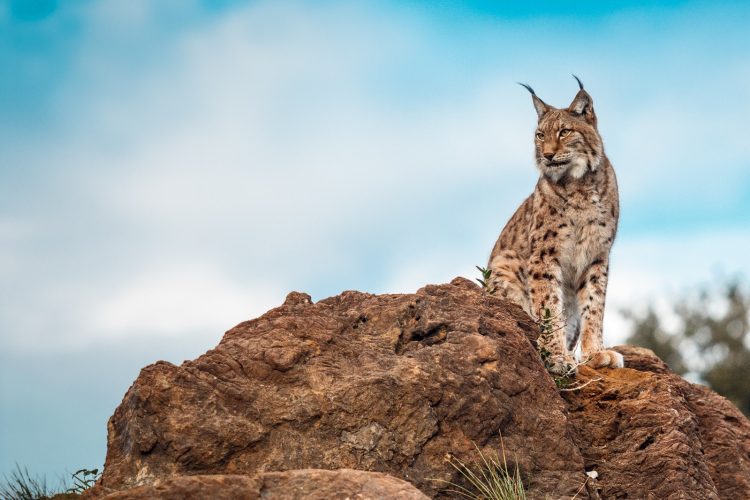 Lince-ibérico e gato doméstico frente a frente num encontro raro no Algarve (vídeo) Lince-ibérico e gato doméstico frente a frente num encontro raro no Algarve
