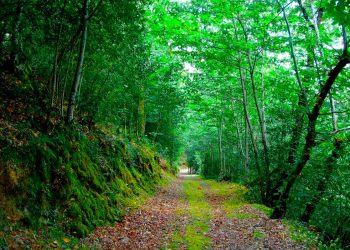 Mata da Margaraça: a floresta que resiste ao fogo e mostra a Portugal como vencer os incêndios