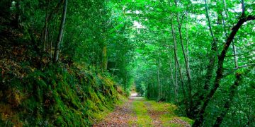 Mata da Margaraça: a floresta que resiste ao fogo e mostra a Portugal como vencer os incêndios