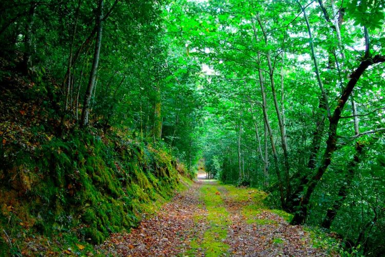 Mata da Margaraça: a floresta que resiste ao fogo e mostra a Portugal como vencer os incêndios