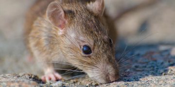 Ratazanas gigantes já circulam na Europa: será Portugal o próximo alvo?