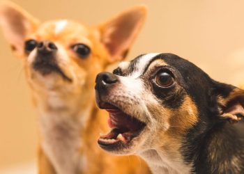 Ruído dos animais do vizinho: o que diz a lei e como agir em Portugal