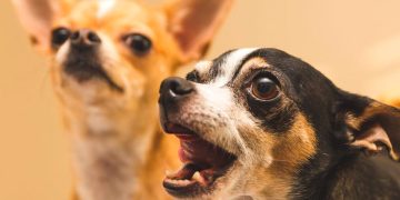 Ruído dos animais do vizinho: o que diz a lei e como agir em Portugal