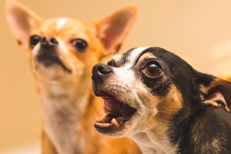 Ruído dos animais do vizinho: o que diz a lei e como agir em Portugal