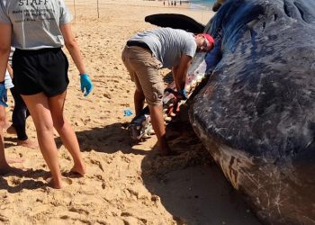 Cachalote de 15 metros morre após dar à costa na Ilha da Armona