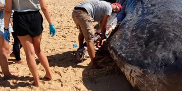Cachalote de 15 metros morre após dar à costa na Ilha da Armona