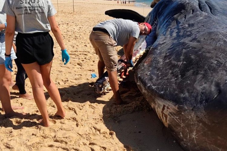 Cachalote de 15 metros morre após dar à costa na Ilha da Armona Cachalote de 15 metros morre após dar à costa na Ilha da Armona