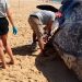 Cachalote de 15 metros morre após dar à costa na Ilha da Armona